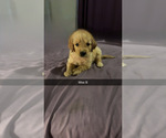 Small #1 Golden Retriever