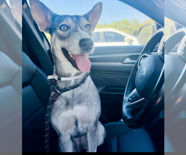 Medium Photo #2 Mutt Puppy For Sale in Houston, TX, USA