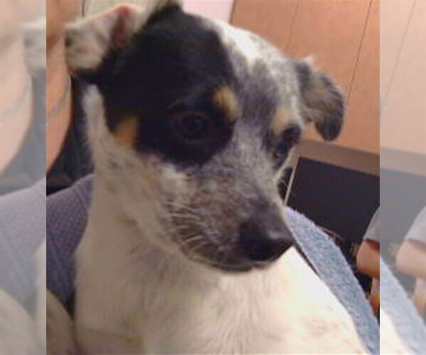 Medium Photo #1 Chihuahua Puppy For Sale in Sacramento, CA, USA