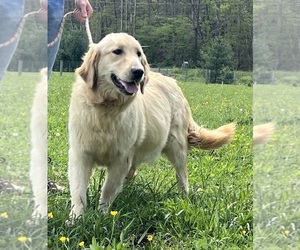Mother of the Golden Retriever puppies born on 07/31/2026