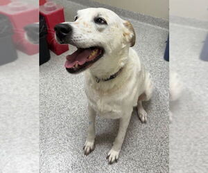 Labrador Retriever-Unknown Mix Dogs for adoption in Lancaster, PA, USA