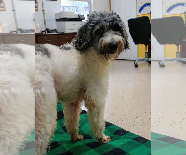 Medium Photo #5 Aussiedoodle Puppy For Sale in York, SC, USA
