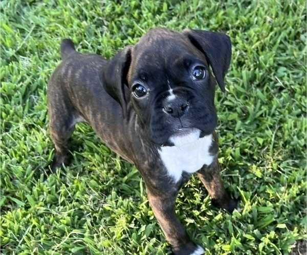 Medium Photo #2 Boxer Puppy For Sale in ROCKFORD, IL, USA