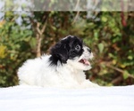 Small #3 ShihPoo