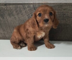 Cavalier King Charles Spaniel Puppy for sale in CLARK, MO, USA