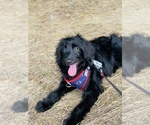 Small Aussiedoodle Miniature 