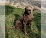 Small Photo #5 Labrador Retriever Puppy For Sale in GRABILL, IN, USA