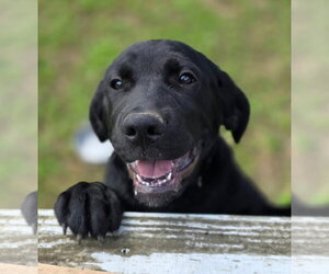 Rainey - Female Golden Retriever-Unknown Mix Dog for Adoption - Photo #4