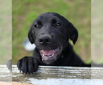 Small Photo #4 Golden Retriever-Unknown Mix Puppy For Sale in Woodsfield, OH, USA