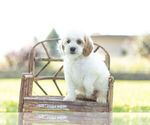 Small #1 Cockapoo