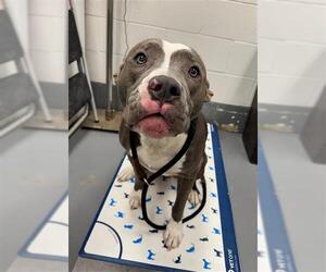 Mutt Dogs for adoption in Peoria, IL, USA