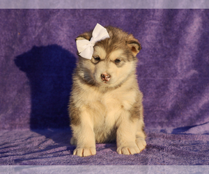 Alaskan Malamute Puppy for sale in LIBERTY, KY, USA