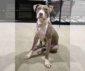 Medium American Pit Bull Terrier