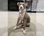 Small American Pit Bull Terrier