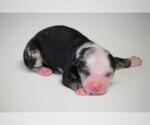 Small Photo #1 Miniature Australian Shepherd Puppy For Sale in CIRCLEVILLE, UT, USA