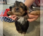 Small #5 Yorkshire Terrier