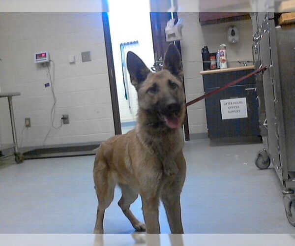 Medium Photo #1 German Shepherd Dog-Unknown Mix Puppy For Sale in Fayetteville, NC, USA