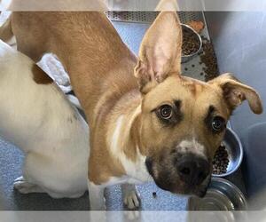 German Shepherd Dog-Unknown Mix Dogs for adoption in Orange, CA, USA