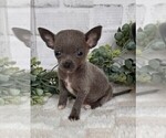 Small #18 Chihuahua