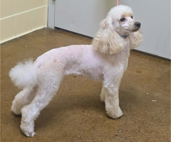 Medium Photo #1 Poodle (Miniature) Puppy For Sale in UNADILLA, NY, USA