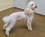 Small Photo #1 Poodle (Miniature) Puppy For Sale in UNADILLA, NY, USA