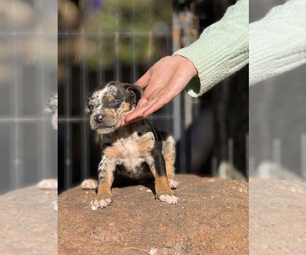 Medium Photo #44 Catahoula Leopard Dog Puppy For Sale in BUSHNELL, IL, USA