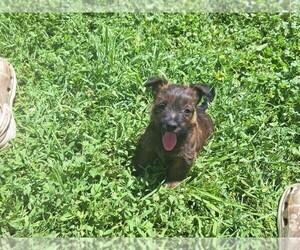 Australian Terrier-Cairn Terrier Mix Puppy for sale in WHITEWOOD, SD, USA