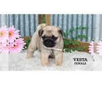 Small #26 Pug