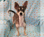 Small Chihuahua Mix