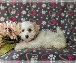 Small Photo #2 Lhasa-Poo Puppy For Sale in LINCOLN UNIVERSITY, PA, USA