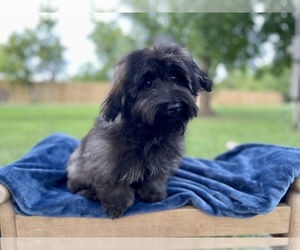 Havanese-Poodle (Toy) Mix Puppy for sale in HUFFMAN, TX, USA