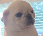 Small #5 Pug