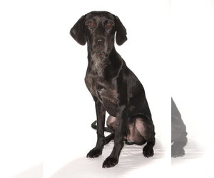 Jobi - Male Mutt Dog for Adoption - Photo #3