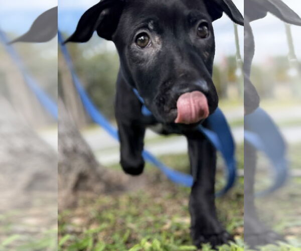 Medium Photo #4 Catahoula Leopard Dog-Unknown Mix Puppy For Sale in Sanford, FL, USA