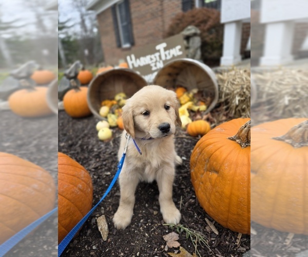 Medium Photo #1 Goldendoodle Puppy For Sale in HARTFORD, CT, USA