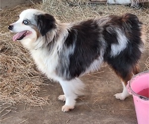 Father of the Miniature Australian Shepherd puppies born on 05/05/2025