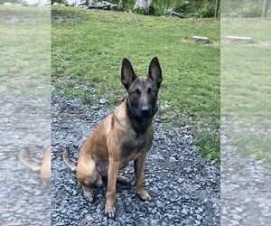 Mutt Dogs for adoption in Imlay City, MI, USA