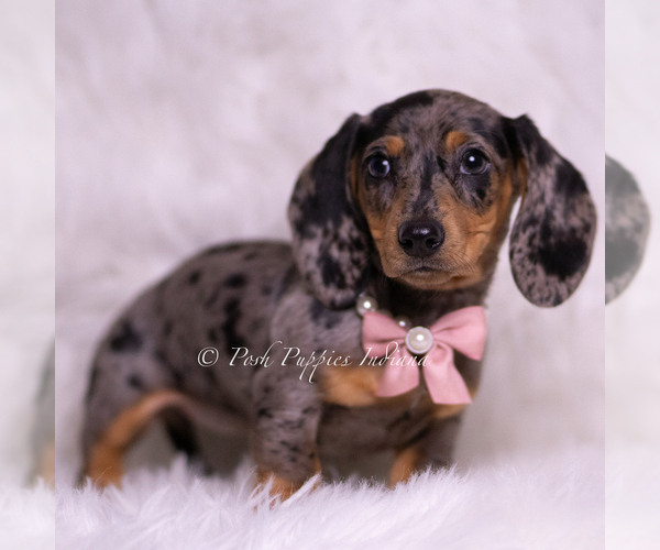 Medium Photo #2 Dachshund Puppy For Sale in WARSAW, IN, USA