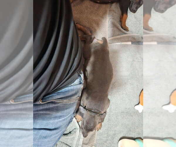 Medium Photo #4 Doberman Pinscher Puppy For Sale in CLINTON, OH, USA