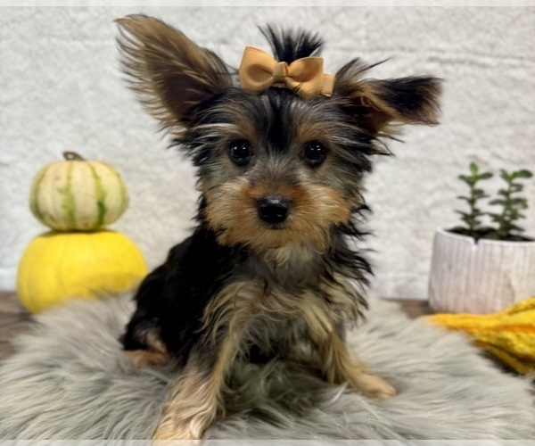 Medium Photo #2 Yorkshire Terrier Puppy For Sale in NAPPANEE, IN, USA