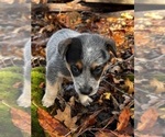Small Photo #29 Australian Cattle Dog Puppy For Sale in OREGON HOUSE, CA, USA