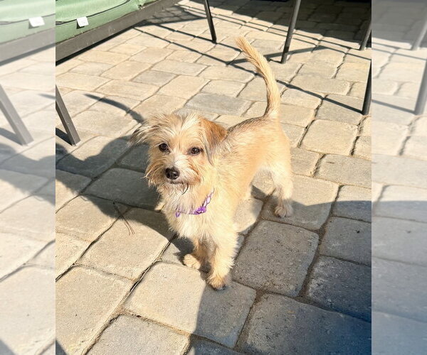 Medium Photo #3 Mutt Puppy For Sale in Arlington, VA, USA