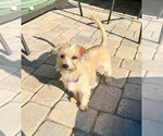 Small #2 Mutt
