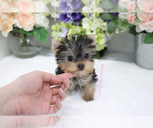 Medium Photo #7 Yorkshire Terrier Puppy For Sale in LAS VEGAS, NV, USA