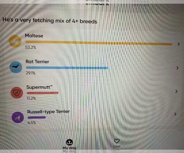 Medium Photo #13 Maltese-Unknown Mix Puppy For Sale in Westminster, MD, USA