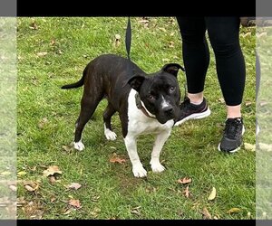 American Staffordshire Terrier-Unknown Mix Dogs for adoption in Hayward, CA, USA
