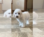 Small #5 Bichon Frise