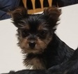 Small Photo #13 Yorkshire Terrier Puppy For Sale in SUWANEE, GA, USA