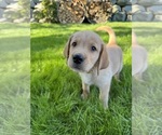 Small #1 Golden Labrador