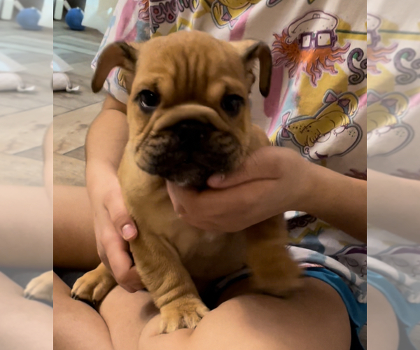 Medium Photo #7 English Bulldog Puppy For Sale in SPRING, TX, USA